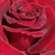 Vörös - Teahibrid rózsa - Black Velvet